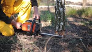 How Our Tree Care Process Works  in  North Bend, NE